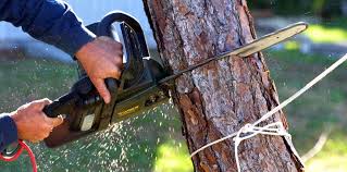 How Our Tree Care Process Works  in  Craig, AK